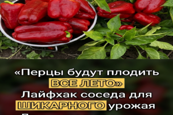 Перцы будут плодоносить все лето: секрет соседа